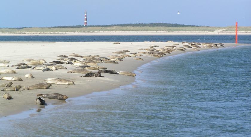Helios, Met Zonnig Terras, Eigen Keuken, Verwarmd Binnen-Zwembad, Nabij Dorp, Duinen, Strand En Vuurtoren Hollum  Rum bild